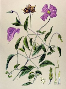 Botanik kurulu. Venöz bitki (zehirli): Akasma sahte veya sahte asma (Clematis viticella) by Unbekannter Künstler