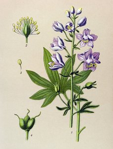 Botanik kurulu. Venöz bitki (toksik): Dolphinella staphysegar (Delphinium staphysagria) by Unbekannter Künstler