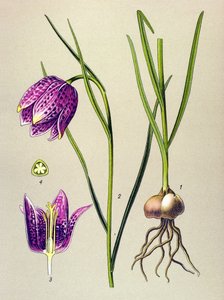 Botanik kurulu. Venöz bitki (zehirli): beç tavuğu veya “beç tavuğu” (Fritillaria meleagris) by Unbekannter Künstler