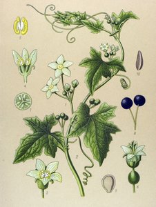 Botanik tahtası, bitki: Bryone (Bryonia alba) by Unbekannter Künstler