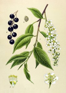 Botanik tahtası, bitki: Kiraz ağacı (Prunus padus) by Unbekannter Künstler