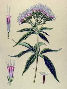 Botanik tahtası, bitki: Kenevir yapraklı eupatorium (Eupatorium cannabinum) by Unbekannter Künstler