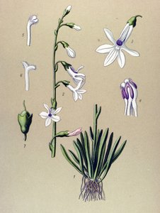 Botanik tahtası, bitki: Lobelia (Lobelia dortmanna) by Unbekannter Künstler
