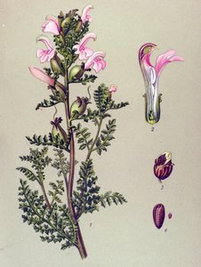 Botanik tahtası, bitki: Bataklık pediküler (Pedicularis palustris) by Unbekannter Künstler