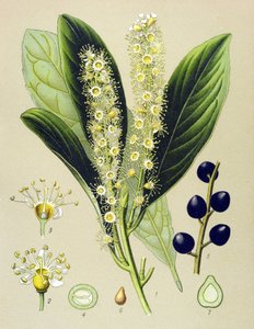 Botanik tahtası, bitki: kiraz defnesi (Prunus Laurocerasus) by Unbekannter Künstler