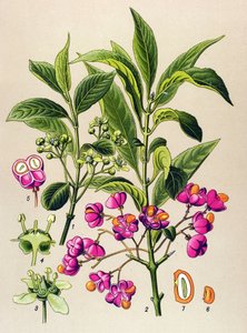Botanik tahtası, zehirli bitki: Avrupa kömürü (Euonymus europaeus) by Unbekannter Künstler