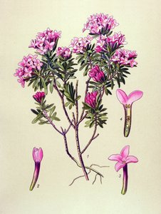 Botanik tahtası, zehirli bitki: Alplerin devesi veya devesi (Daphne Cneorum) by Unbekannter Künstler