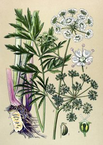 Botanik tahta, venöz (toksik) ve şifalı bitki: Sucul baldıran (Cicuta virosa). by Unbekannter Künstler