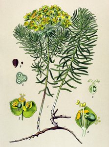 Botanik tahta, venöz (toksik) ve şifalı bitki: euphorbia küçük cypers (Euphorbia cyparissias) by Unbekannter Künstler