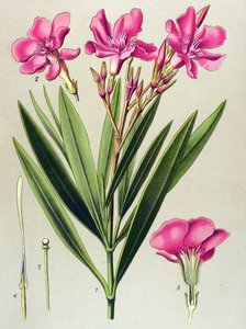 Botanik tahtası, venöz (zehirli) ve şifalı bitki: pembe defne yaprağı (Nerium zakkum) by Unbekannter Künstler