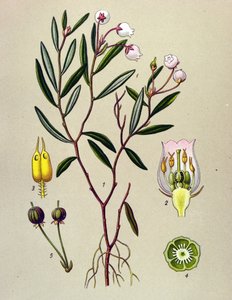 Botanik tahtası, venöz bitki (toksik): Andromede polium yapraklarına sahiptir (Andromeda polifolia) by Unbekannter Künstler