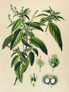 Botanik tahtası, zehirli bitki (zehirli): Yıllık cıva (Mercurialis annua) by Unbekannter Künstler