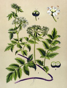 Botanik yönetim kurulu, zehirli bitki (toksik): Berle (Berula angustifolia) by Unbekannter Künstler