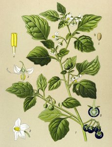 Botanik tahtası, venöz bitki (zehirli): Siyah itüzümü (Solanum nigrum) by Unbekannter Künstler