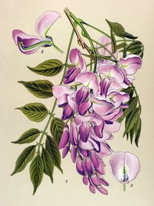 Botanik kurulu, venenöz bitki (toksik): Çin glisini (Wistaria chinensis) by Unbekannter Künstler