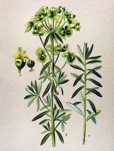 Botanik tahta, venöz bitki (zehirli): Yuvarlak Eule veya Euphorbia Peplus (Euphorbia Peplus) by Unbekannter Künstler