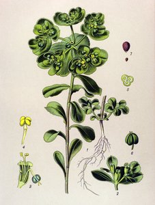 Botanik tahta, venöz bitki (toksik): sabah uyanan sütleğen veya küçük ışık (Euphorbia helioscopia) by Unbekannter Künstler