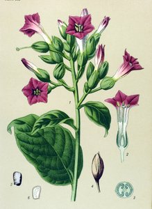 Botanik tahtası, venöz bitki (zehirli): süs tütünü (Nicotiana tabacum) by Unbekannter Künstler