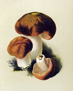 Zehirli mantarlı botanik tahta (zehirli): Russule foetens (Russula foetens) by Unbekannter Künstler