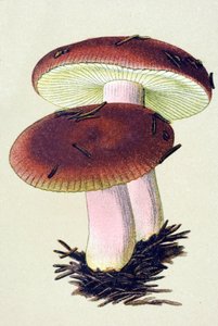 Toksik mantarlı botanik tahta (venenöz): Emetik russule (Russula emetica) by Unbekannter Künstler