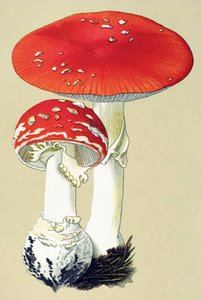 Toksik mantarlı botanik tahta (venenöz): alanit uçar (sinek öldürür) veya sahte oronge (Amanita muscaria) by Unbekannter Künstler
