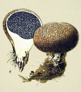 Toksik mantarlı botanik tahta (venenöz): kaba skleroderma (Scleroderma vulgare) by Unbekannter Künstler