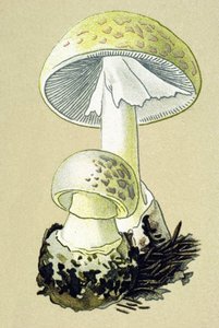 Toksik mantarlı botanik tahta (venöz): phalloid amanit (Amanita phalloides) by Unbekannter Künstler