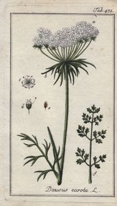 Botanik: havuç çiçeği - Havuç çiçekleri ve yaprakları, Daucus carota. Johannes Zorn