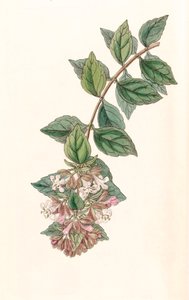 Botanik illüstrasyon/Abelia chinensis/Abelia rupestris/Çin Abelia/Abelia Kayası by Unbekannt