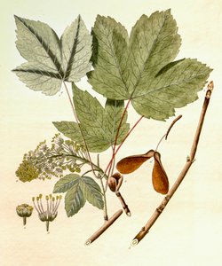 Botanik illüstrasyon/Acer pseudoplatanus/Çınar Akçaağaç by Unbekannt