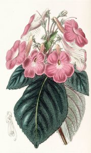 Botanik illüstrasyon/Achimenes grandiflora/Achimene