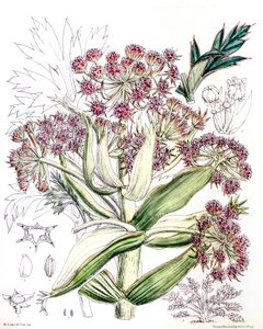Botanik illüstrasyon/Aciphylla latifolia/Anisotome latifolia/Broad Aciphyll by Unbekannt