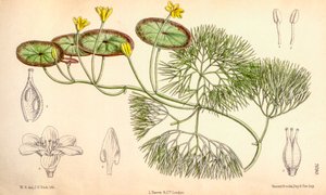 Botanik illüstrasyon/Cabomba aquatica by Unbekannt