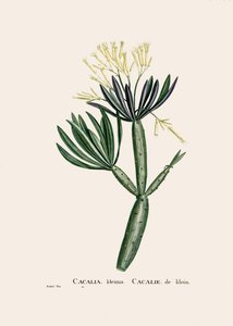 Botanik illüstrasyon/Redoubt/Senecio kleinia/Senecon by William M. Timlin