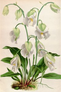 Botanik illüstrasyon/Utricularia alpina/Utricular alp by Unbekannt