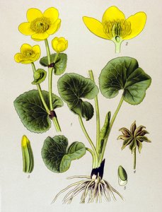 Botanik tahta. Venenöz bitki (toksik): bataklık popülasyonu (Caltha palustris) by Unbekannter Künstler