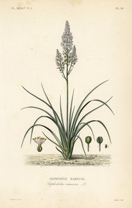 Dallı asphodel, Asphodelus ramosus, Asphodele rameuse by Unbekannt