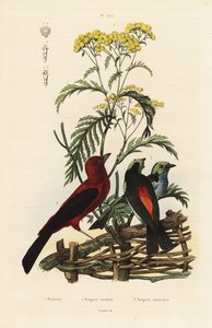 Brezilyalı tanager, Ramphocelus bresilius ve cennet tanager, Tangara chilensis by Unbekannt