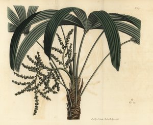 Geniş yapraklı hurma ağacı, Rhapis excelsa (Erkek cüce yer ratanı, Rhapis flabelliformis mas by Unbekannt