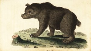 Boz ayı, Ursus arctos., 1800 (gravür) by Unbekannter Künstler