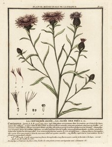 Kahverengi knapweed, Centaurea jacea. by Unbekannter Künstler
