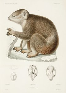 kahverengi koala by Unbekannter Künstler