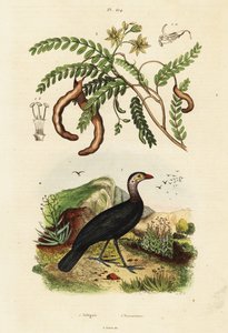 Brushturkey ve demirhindi.,1834-1839 (gravür) by Unbekannter Künstler