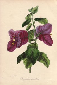 Buginvillaea spectabilis (La bougainvillee veya bougainvillee). Samuel Holden tarafından Sir Joseph Paxton için "Magazine of Botany," Londra, W.S. Orr