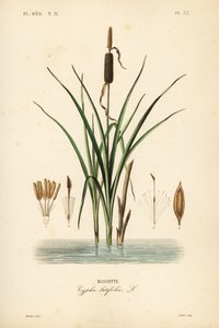 Bulrush veya geniş yapraklı uzun kuyruk, Typha latifolia, Massette by Unbekannt