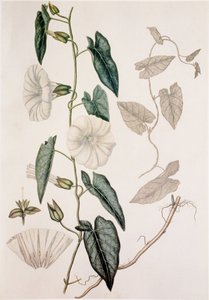 Calystegia sepium/Convolvulus sepium/Çit Yatak by Unbekannt