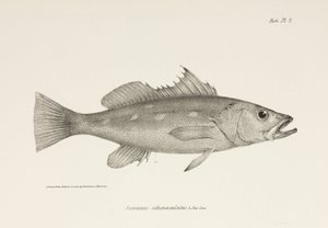 Camotillo, Pasifik Okyanusu, c 1832-1836 by Unbekannter Künstler