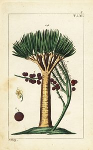 Kanarya Adaları ejderha ağacı, Dracaena draco. Hassas. by Unbekannter Künstler
