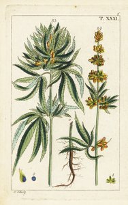 Kenevir bitkisi, Esrar sativa. by Unbekannter Künstler