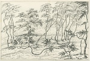 Cannock Chase: kalem ve karakalem, nd [?19th Century] by Unbekannt